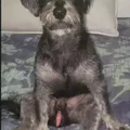 Mô hình chú chó Tobey ngồi thư giãn - File in 3D trang trí độc đáo - Thumbnail 4