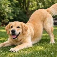 Mô hình chú chó nhỏ dễ thương (Pups) cho cộng đồng in 3D