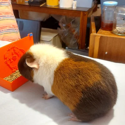 Máng ăn cho bọ ú (Guinea Pig Feeder) gắn chuồng in 3D