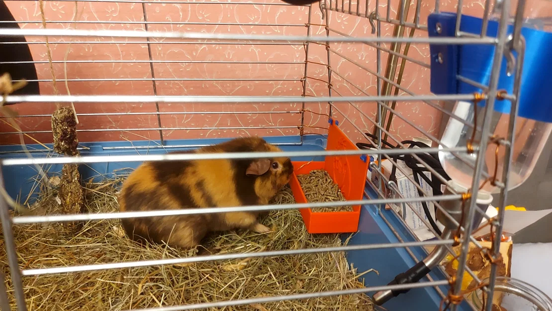 Máng ăn cho bọ ú (Guinea Pig Feeder) gắn chuồng in 3D - Image 4