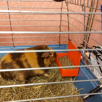 Máng ăn cho bọ ú (Guinea Pig Feeder) gắn chuồng in 3D