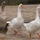 Errer_1576086