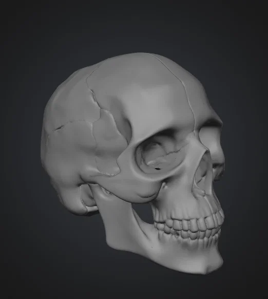 Mô hình hộp sọ người (Human Skull) tỉ lệ 1:1 in 3D cực chi tiết - Image 1