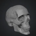 Mô hình hộp sọ người (Human Skull) tỉ lệ 1:1 in 3D cực chi tiết - Thumbnail 1