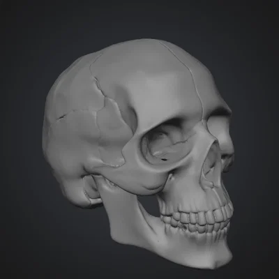 Mô hình hộp sọ người (Human Skull) tỉ lệ 1:1 in 3D cực chi tiết