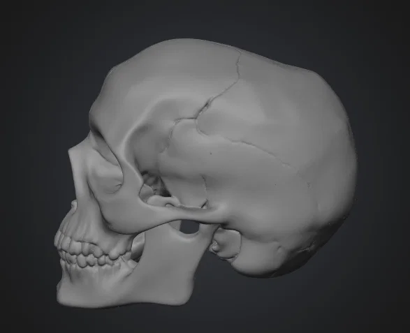Mô hình hộp sọ người (Human Skull) tỉ lệ 1:1 in 3D cực chi tiết - Image 2