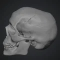 Mô hình hộp sọ người (Human Skull) tỉ lệ 1:1 in 3D cực chi tiết - Thumbnail 2