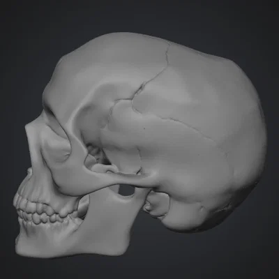 Mô hình hộp sọ người (Human Skull) tỉ lệ 1:1 in 3D cực chi tiết