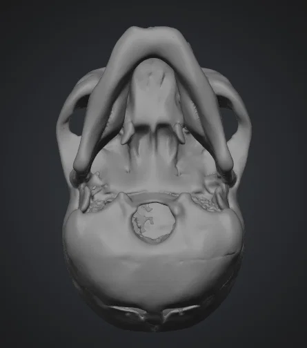 Mô hình hộp sọ người (Human Skull) tỉ lệ 1:1 in 3D cực chi tiết - Image 3