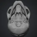 Mô hình hộp sọ người (Human Skull) tỉ lệ 1:1 in 3D cực chi tiết - Thumbnail 3