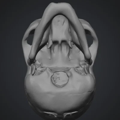Mô hình hộp sọ người (Human Skull) tỉ lệ 1:1 in 3D cực chi tiết