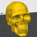 Mô hình hộp sọ người (Human Skull) tỉ lệ 1:1 in 3D cực chi tiết - Thumbnail 4
