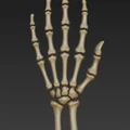 Mô hình bàn tay xương người (Skeleton hand) in 3D độc đáo - Thumbnail 1