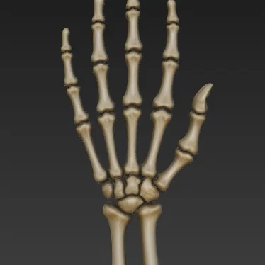 Mô hình bàn tay xương người (Skeleton hand) in 3D độc đáo