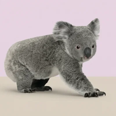 Mô hình 3D gấu túi Koala (Wildlife Art) trang trí bàn làm việc