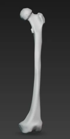 Mô hình xương đùi người 3D tỉ lệ 1:3 chân thực - Image 1