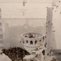 Máng ăn cho kiến hình Đấu trường La Mã (Colosseum Feeding Dish) - Thumbnail 1