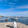 Bear/Bär #4 - Mô hình Gấu WildRock trang trí cực chất - Thumbnail 7