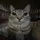 RobReason_2182184