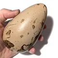 Trứng Great Auk (Pinguinus impennis) kèm chân đế trưng bày - Thumbnail 2
