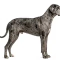 Mô hình chú chó Great Dane 3D chi tiết cực đẹp để in 3D - Thumbnail 1
