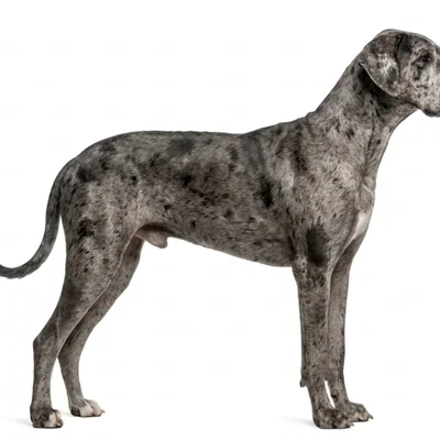 Mô hình chú chó Great Dane 3D chi tiết cực đẹp để in 3D