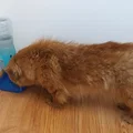 Bộ cấp nước tự động cho chó và các thú cưng khác - Thumbnail 3