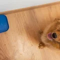Bộ cấp nước tự động cho chó và các thú cưng khác - Thumbnail 5