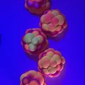 Janoleafs LED Light Panels-Xenoberries (Panel tán sáng LED DIY treo tường) - Thumbnail 3