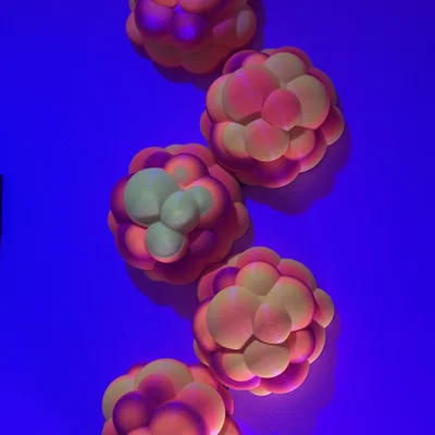 Janoleafs LED Light Panels-Xenoberries (Panel tán sáng LED DIY treo tường)
