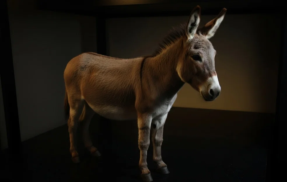 Mô hình chú lừa (Donkey) 3D đáng yêu cho không gian trang trí - Image 1