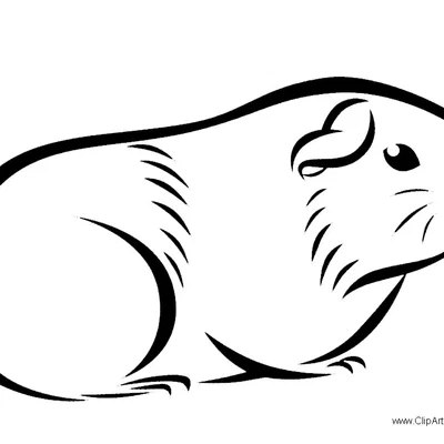 Mô hình chuột lang Flexi (Guinea Pig Flexi Toy)