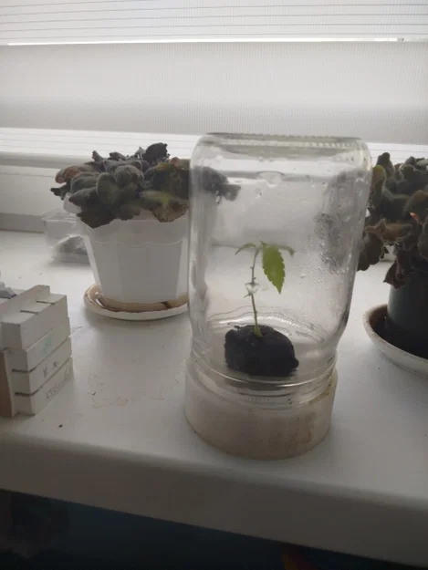 Đế Ươm Hạt Giống Single-Seedling Dùng Với Hũ Thủy Tinh Tiêu Chuẩn - Image 1