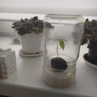 Đế Ươm Hạt Giống Single-Seedling Dùng Với Hũ Thủy Tinh Tiêu Chuẩn