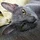 auratic_uel