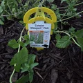 Thẻ Gắn Chậu Cây (Planter Tag) - Thumbnail 4