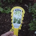 Thẻ Gắn Chậu Cây (Planter Tag) - Thumbnail 6