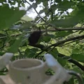 Dụng cụ hái dâu tằm Mulberry Picker - Thumbnail 2