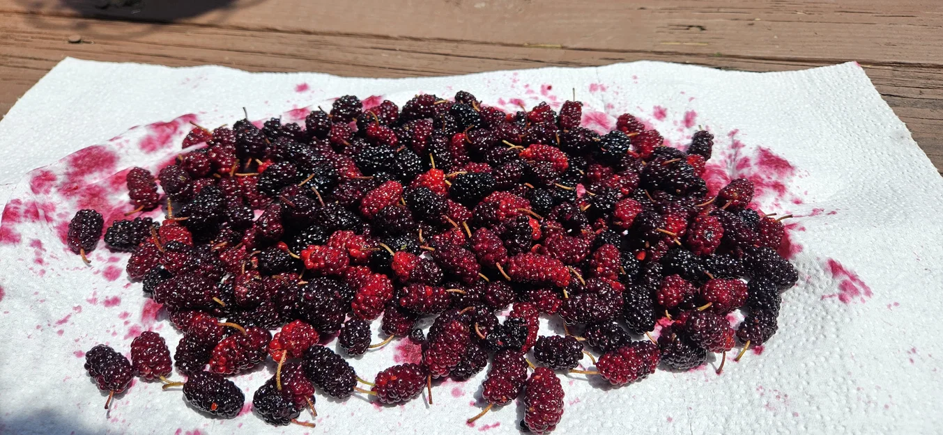 Dụng cụ hái dâu tằm Mulberry Picker - Image 3