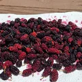 Dụng cụ hái dâu tằm Mulberry Picker - Thumbnail 3