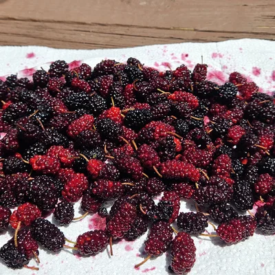 Dụng cụ hái dâu tằm Mulberry Picker