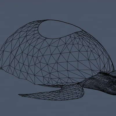 Mô hình in 3D Hộp đựng đồ hình Rùa biển (Sea Turtle Container)