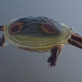 Mô hình rùa cổ đại Axestemys in 3D sống động từ kỷ Phấn trắng - Thumbnail 1