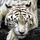 KevinBradsha_1721081