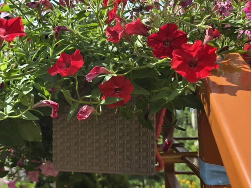 Dụng cụ cân bằng chậu cây Planter Horizontalizer - Image 2
