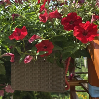 Dụng cụ cân bằng chậu cây Planter Horizontalizer