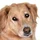 DesmoDog_601534
