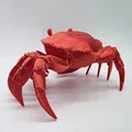 Mô hình Cua chân thực (Realistic Crab) - Thumbnail 5