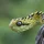 Atheris_590337