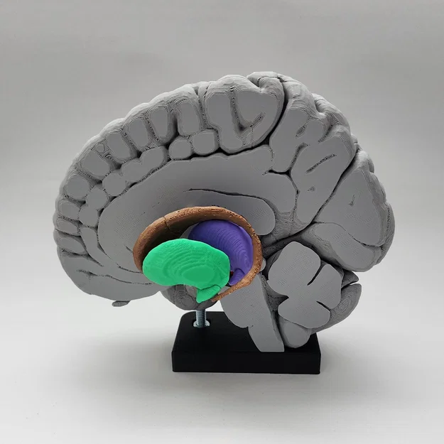 Mô hình Hạch nền (Basal Ganglia) và các nhân sâu trong não - Image 1